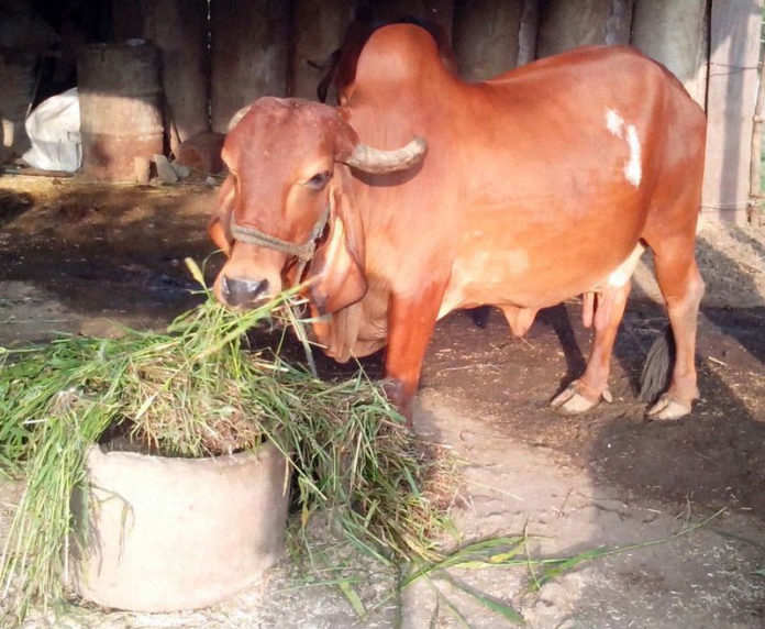 गाय माता