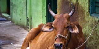 गोमांस