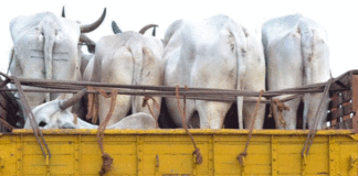 गौरक्षकों