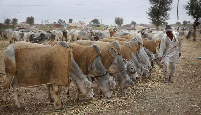 गाय