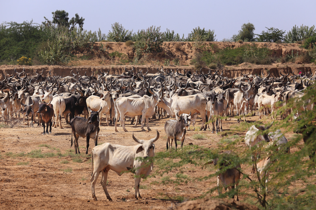 गौरक्षा