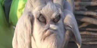 demonic-goat
